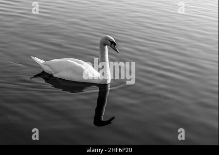 Stummer Schwan, der auf einem stillen See schwimmend ist Stockfoto