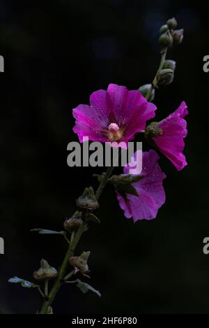 Lila Hollyhock mit Wassertropfen vor schwarzem Hintergrund, Bayern, Deutschland Stockfoto