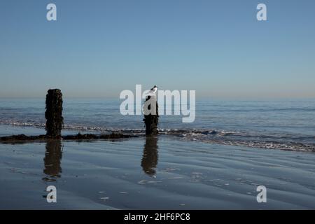 Spiegelung Einer Möwe auf Algen bedeckt Groyne Stockfoto