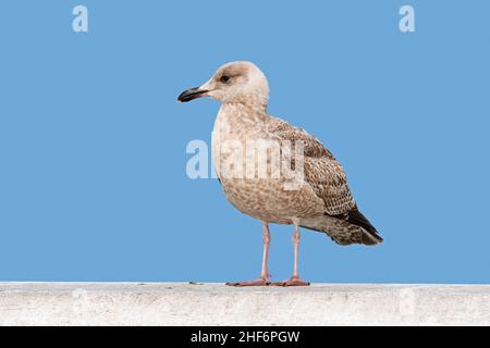 Juvenile europäische Heringsmöwe (Larus argentatus) im ersten Wintergefieder, das auf dem Geländer der Seebrücke/Anlegestelle thront Stockfoto