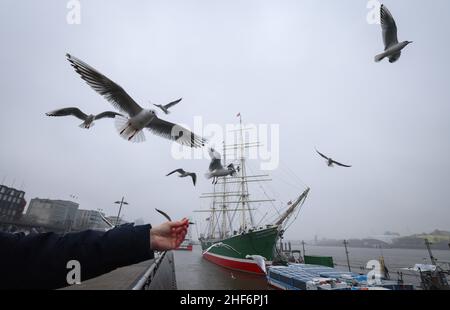 Hamburg, Deutschland. 14th Januar 2022. Ein Mann füttert an den Landesteilen Möwen, die ihm im Flug Brotscheiben aus den Fingern reißen. Im Hintergrund liegt das Museumsschiff Rickmer Rickmers. Quelle: Christian Charisius/dpa/Alamy Live News Stockfoto