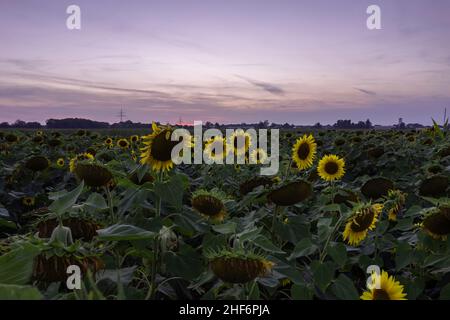 Sonnenuntergang Blick über einem Feld von Sonnenblumen am späten Abend mit einem hellen violetten Sonnenuntergang Himmel Stockfoto