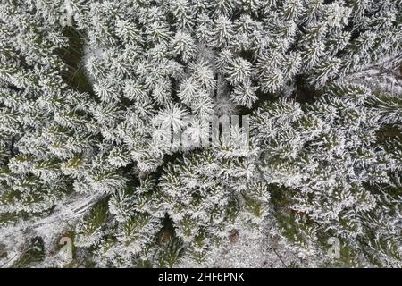 Winterwald als Draufsicht, direkt von oben der Blick auf die weißen Baumkronen, die durch eine Landstraße in der diagonalen Mitte geteilt sind Stockfoto