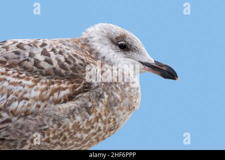 Juvenile europäische Heringsmöwe (Larus argentatus) im ersten Wintergefieder, Nahaufnahme Porträt Stockfoto