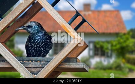 Gewöhnlicher Star / Europäischer Star (Sturnus vulgaris) beim Essen von Vogelfutterhäuschen / Vogelfutterhäuschen im Garten des Hauses auf dem Land Stockfoto