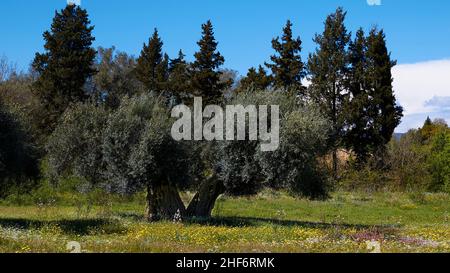 Griechenland, griechische Inseln, Ionische Inseln, Korfu, Frühling, Frühlingswiesen, Olivenbaum auf grünen Wiesen mit gelben Blüten, dahinter ein kleiner Wald, blauer Himmel, rechts eine weiße Wolke im Bild Stockfoto