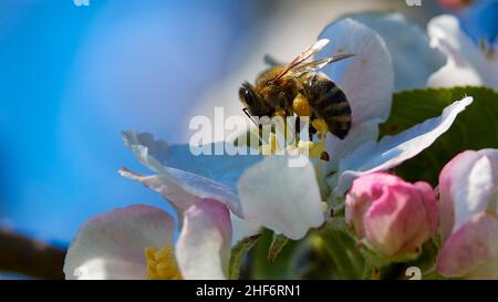 Griechenland, griechische Inseln, Ionische Inseln, Korfu, Frühling, Frühlingswiesen, Blüte, schließen, Biene sammelt Pollen, Hintergrund verschwommen, Blauer Himmel Stockfoto