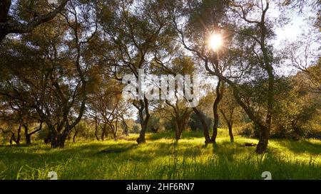 Griechenland, griechische Inseln, Ionische Inseln, Korfu, Frühling, Frühlingswiesen, grün-gelbe Wiese, auf ihnen hohe schlanke Bäume im Hintergrund, Sonne scheint durch die Äste Stockfoto