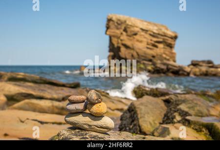 'Charley's Garden' ist ein Sandstein-Meeresstapel in Collywell Bay, Seaton Sluice, Northumberland. Stockfoto