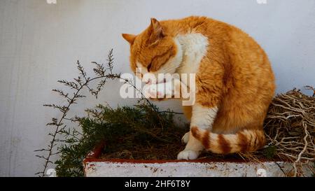 Griechenland, griechische Inseln, Ionische Inseln, Korfu, Kloster Vlacherna, Katze na, Makrele, leckt Pfote Stockfoto