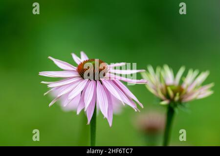 Mehrere einzelne blass-violette Echinacea-Blütenkoneblumen mit einem langen grünen Stiel und einem leuchtend grünen Hintergrund. Die Konelblüte ist eine mehrjährige Blüte. Stockfoto