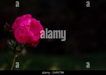 Eine Nahaufnahme einer lebhaften Fuchsia- oder rosa Teerosenblüte, die auf einer schleichenden Weinrebe mit dunkelgrünem Hintergrund wächst. Die Blüte hat scharfe Dornen. Stockfoto