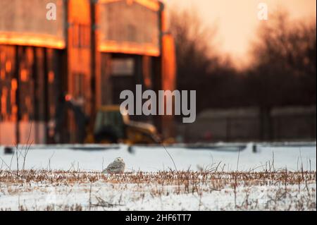 Winterende Schneeule in städtischer Umgebung Stockfoto