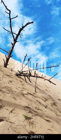 Die vergrabenen Kiefern auf der Dune du Pilat (auch Grande Dune du Pilat) an der Atlantikküste bei Arcachon (Frankreich) ist die höchste sich verschiebende Düne Europas. Es hat einen Nord-Süd-Kurs und ist bis zu 110 Meter hoch (81 Meter nach SRTM-Daten), 500 Meter breit, etwa 2,7 Kilometer lang (geschätztes Volumen 60 Millionen Kubikmeter) und liegt an der Meeresöffnung des Bassin d ' Arcachon Stockfoto