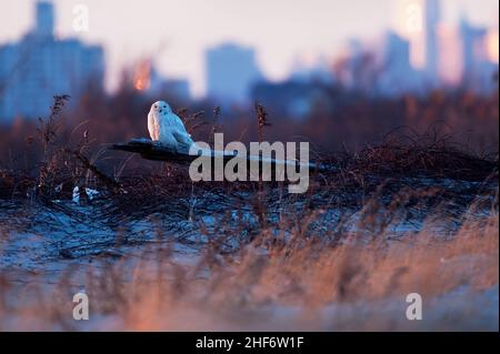 Winterende Schneeule in städtischer Umgebung Stockfoto