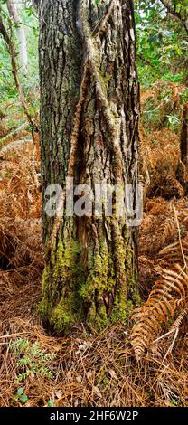 Ivy auf einem Baumstamm im Wald von Arcachon, Bordelais, Dune du Pilat, Frankreich, Atlantikküste, Stockfoto