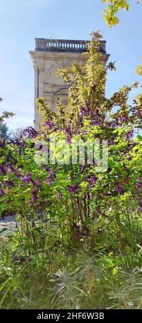 Kultivierte Pflanze 'alvia purple Majesty' im Stadtpark Jardin Public in Bordeaux, Frankreich, Stockfoto