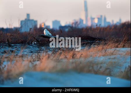 Winterende Schneeule in städtischer Umgebung Stockfoto