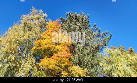 Birke, Ahorn, Kiefer und Weide im Herbst Stockfoto