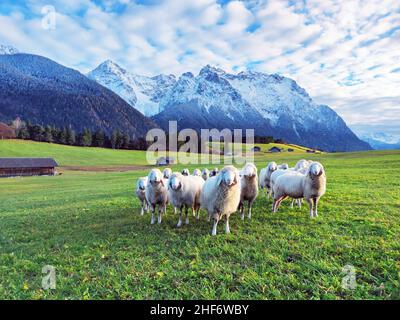 Schafschar auf den Buckelwiesen im November mit dem Karwendelgebirge im Hintergrund Stockfoto