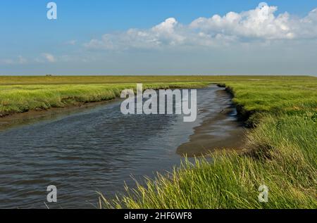 Drainage Graben in einer Küstenlandschaft mit Salzwiesen, Westerhever, Nationalpark Schleswig-Holsteinisches Wattenmeer, Schleswig-Holstein, Deutschland Stockfoto