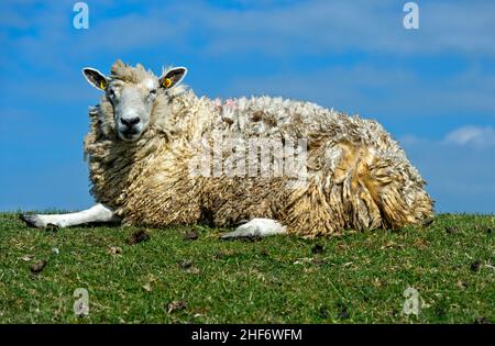 Texel Schafe liegt auf einer Deichkrone im Sumpfland an der Nordseeküste, Schleswig-Holstein, Deutschland Stockfoto