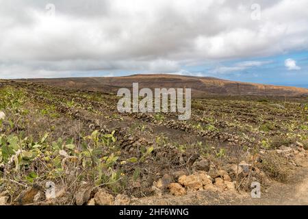 Kaktusanbau, Kaktusfeige (Opuntia ficus-indica), Lanzarote, Kanaren, Kanarische Inseln, Spanien, Europa Stockfoto