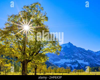 Mountain Maple (Acer) im Backlight, Herbst, großer Ahornboden, eng, Vomp, Hinterriß, Tirol, Österreich, Europa Stockfoto