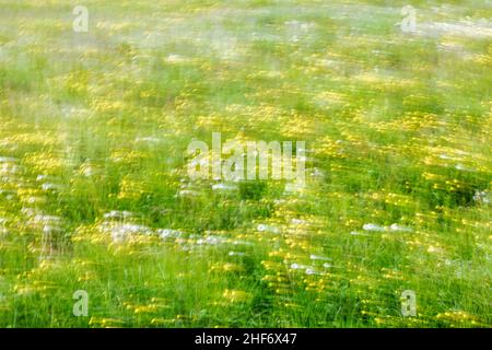 Abstraktes Bild, blühende Frühlingswiese, verschwommene Fotografie Stockfoto