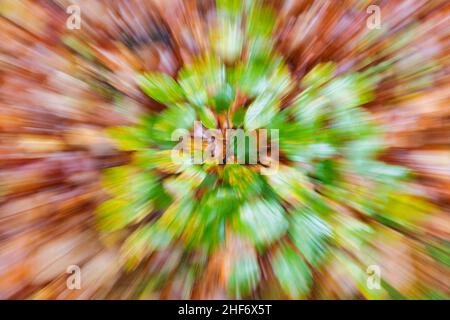 Abstraktes Bild, abstrakte Herbstfarben, Buchenblätter Stockfoto