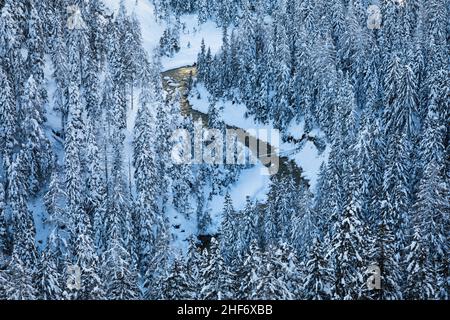 Der Fluss Fanes fließt zwischen dem schneebedeckten Tannenwald, dem Tal der Fanes, dem Naturpark Dolomiti Ampezzo, Cortina di Ampezzo, Belluno, Venetien, Italien Stockfoto