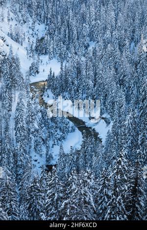 Der Fluss Fanes fließt zwischen dem schneebedeckten Tannenwald, dem Tal der Fanes, dem Naturpark Dolomiti Ampezzo, Cortina di Ampezzo, Belluno, Venetien, Italien Stockfoto