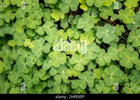 Oxalis acetosella, Waldsorrel oder gewöhnlicher Waldsorrel, grüne Blätter wachsen im Wald Stockfoto