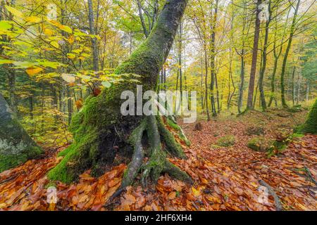 Herbstwald am Pass San Osvaldo, Cimolais, Pordenone, Friaul Julisch Venetien, Italien Stockfoto