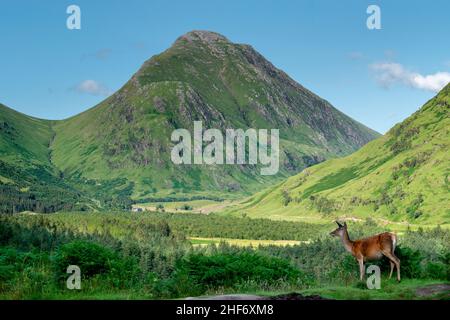 Sonniger Tag in Glen Etive mit einem Hirsch im Vordergrund, Schottland Stockfoto