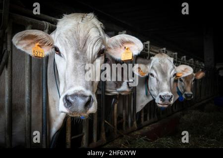 Italien, Venetien, Belluno, Comelico Superiore, Milchkühe in einem modernen Stall Stockfoto