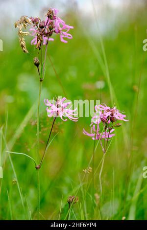 Carnation, Dianthus Superbus Stockfoto