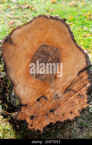 Ein großer frischer Ahornschrott in der Form eines Quadrats. Die Holzkörner und Ringe sind in einem Muster mit vier Seiten. Stockfoto