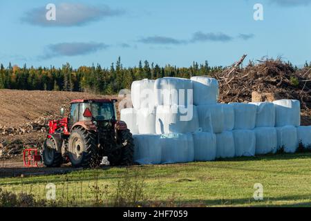 Ein roter Traktor für Industriebetriebe parkte neben einem Stapel großer weißer, mit Plastik bedeckter Heuballen auf dem Feld eines Gemüsebetriebs in der Nähe einer gerodeten Wiese. Stockfoto