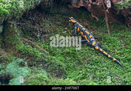 Feuersalamander (Salamandra salamandra) kriecht auf einem Moosteppich Stockfoto