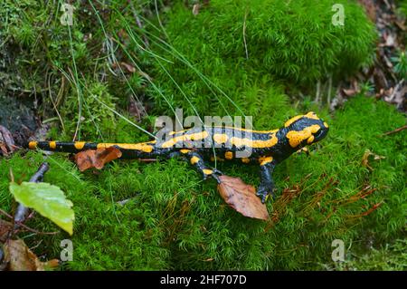 Feuersalamander (Salamandra salamandra) kriecht auf einem Moosteppich Stockfoto