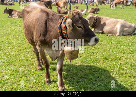 Rinder nach dem Almabtrieb, Bayern, Allgäu Stockfoto