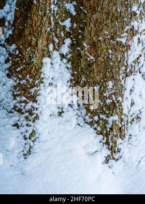 Schneebedeckter Baumstamm, Nahaufnahme Stockfoto