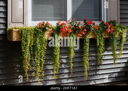 Eine Blumenkaste mit orangen Blumen und grünen hängenden Reben. Die hölzerne Blumenkaste hängt unter einem Glasfenster mit weißen Zierleisten und braunen Fensterläden. Stockfoto