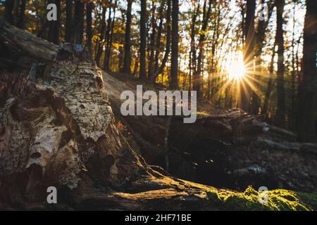 Herbstwald im Sonnenlicht Stockfoto