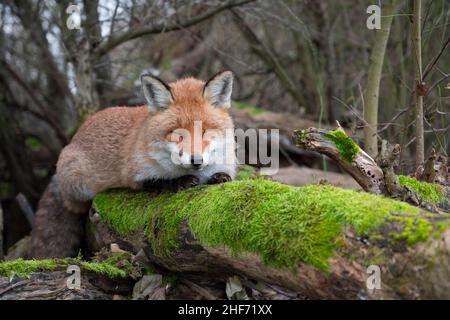 Rotfuchs ruht auf einem moosigen Baumstamm, Vulpes vulpes, Winter, Hessen, Deutschland, Europa Stockfoto