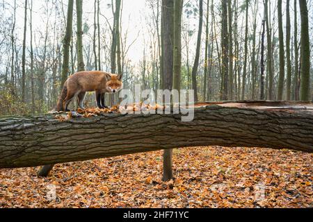 Rotfuchs steht auf einem umgestürzten Baum, Vulpes vulpes, Winter, Hessen, Deutschland, Europa Stockfoto