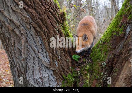 Rotfuchs auf einem moosigen Baum, Vulpes vulpes, Winter, Hessen, Deutschland, Europa Stockfoto