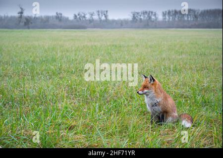 Rotfuchs auf einer Wiese, Vulpes vulpes, Winter, Hessen, Deutschland, Europa Stockfoto