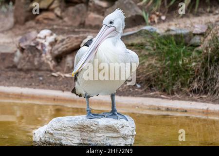 Nahaufnahme eines australischen Pelikans, Pelecanus auffallillatus, der auf einem Felsbrocken sitzt, mit Bill auf der Brust und Gesicht auf der Linse Stockfoto